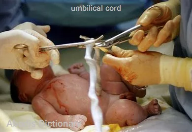 umbilical cord